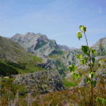 restauración bosques España