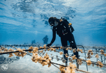 protección arrecifes de coral