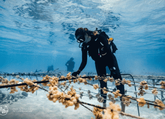 protección arrecifes de coral