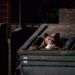 NationalGeographic_oso-en-zona-urbana