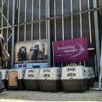 Buitres-trasladados-a-Bulgaria