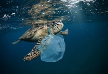Impacto-del-plastico-en-los-ecosistemas-marinos