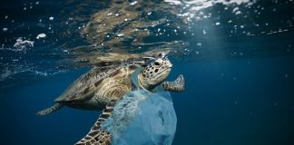 Impacto-del-plastico-en-los-ecosistemas-marinos