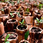 Macetas biodegradables