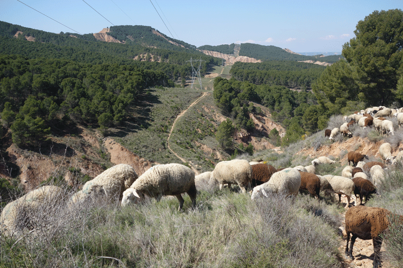 pastoreo-biodiversidad-ecosistemas.