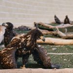 pigargos-reposan-en-GREF