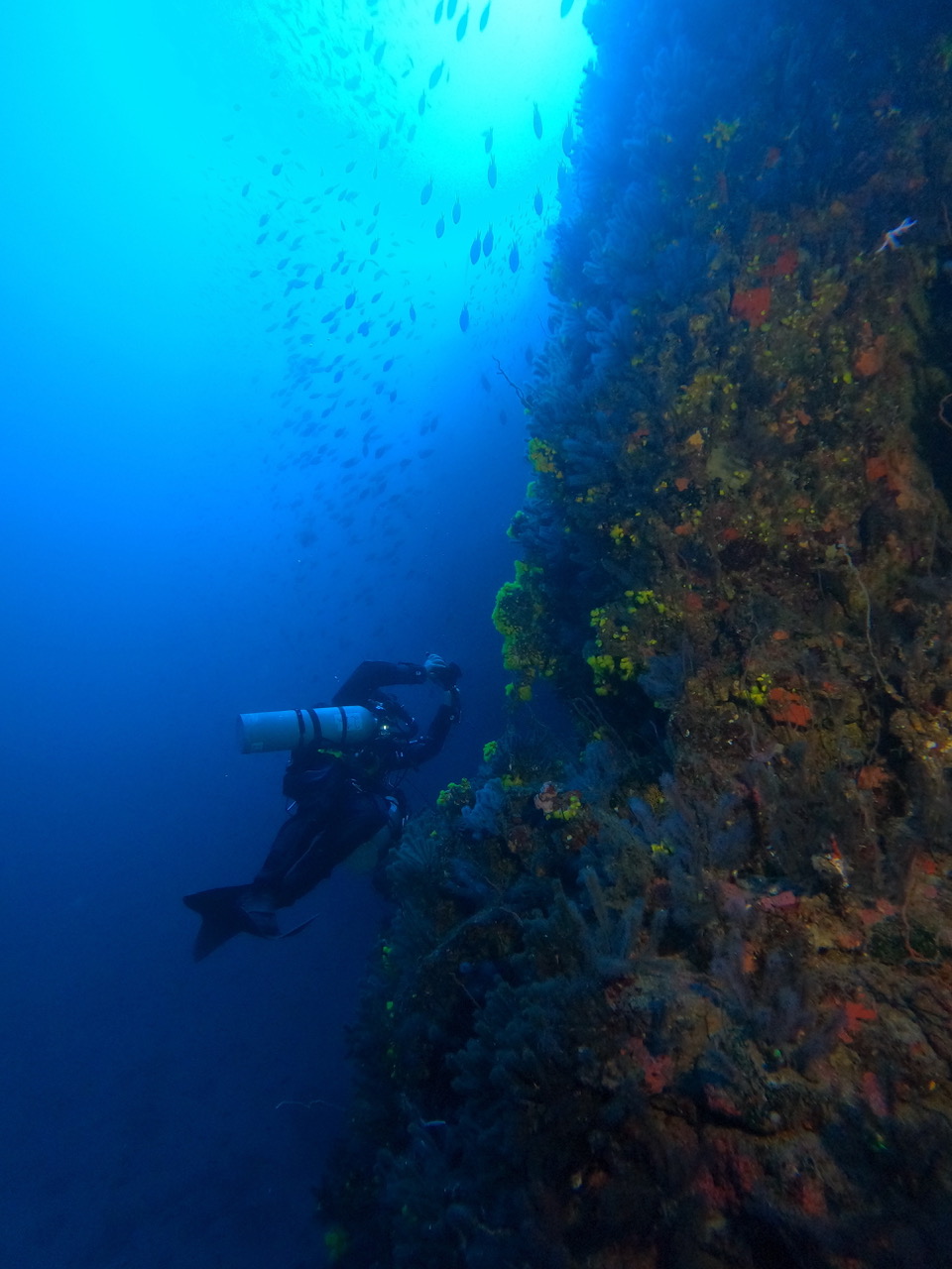 Buceadores-realizando-muestreos-en-los-bosques-profundos-de-coral-negro-de-la-isla-Santiago