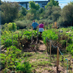Huerto-Urbano-Tempranales-san-Sebastian-de-los-Reyes