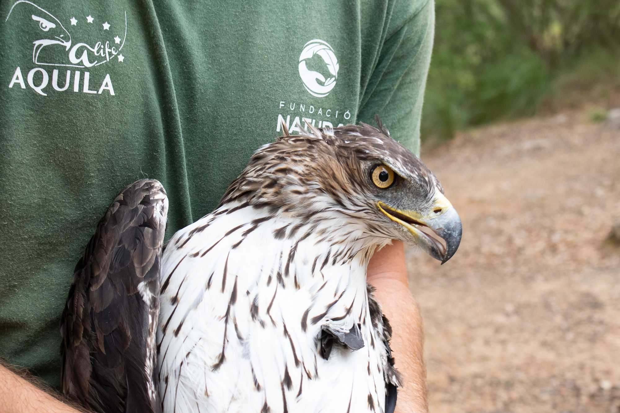 Águila de Bonelli capturada para colocarle un emisor GPS.