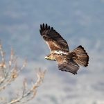 Águila de Bonelli reintroducida con un emisor GPS.