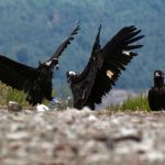 Interaccion-entre-un-buitre-negro-liberado-en-la-Sierra-de-la-Demanda-en-2022-a-la-izquierda-y-otro-liberado-el-ano-pasado.-Foto-GREFA