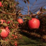 Cosecha-Pink-Lady-Lleida