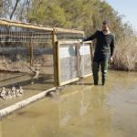 consejero-suelta-patos-Donana