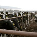 Ganaderia-industrial-cambio-climatico-y-problemas-para-la-salud