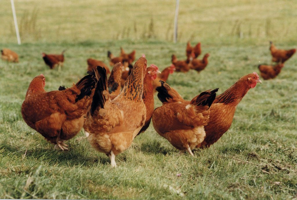 Huevos libres gallinas jaula Compassion in World Farming