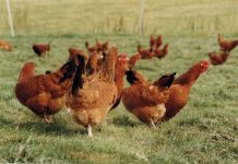 Huevos libres gallinas jaula Compassion in World Farming