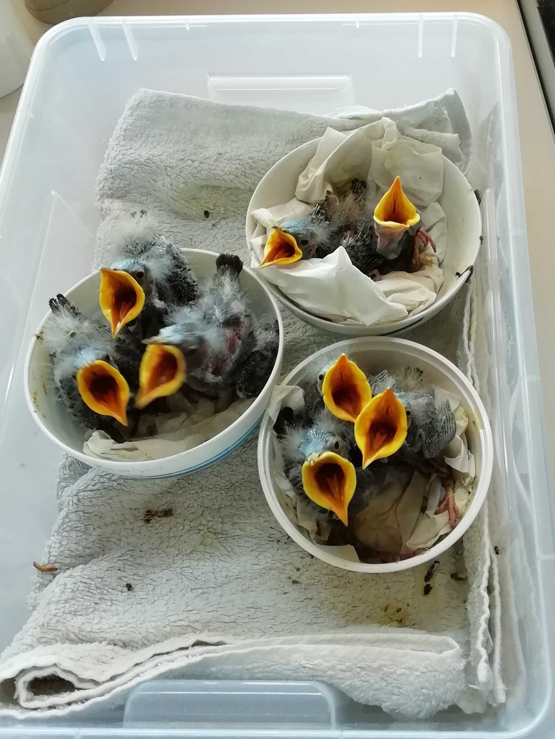 Pollos de estornino acogidos por GREFA piden comida