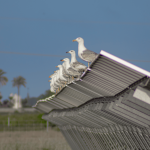 Placas solares ahorro emisiones CO2