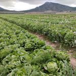 4 millones de lechugas abandonadas en Yecla