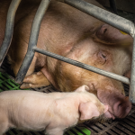 Bienestar animal agricultura