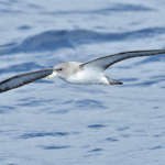 Ostrero-euroasiatico-con-un-anillo-de-goma-en-el-pico