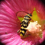 Proyecto-estudio-de-restauración-ecológica