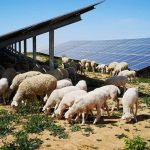 Campo fotovoltaico Iberdrola