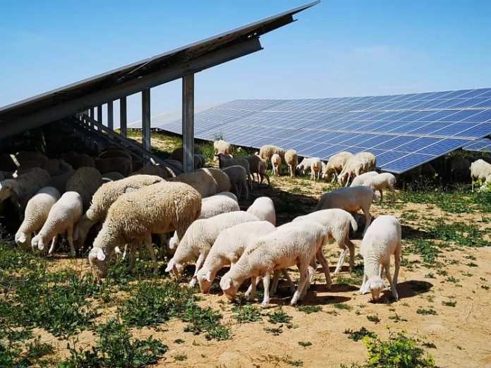 Campo fotovoltaico Iberdrola