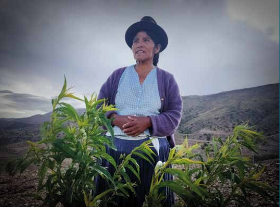 Mujer cultivando duraznos en Bolivia