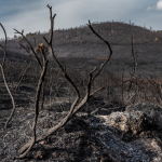 Incendios forestales