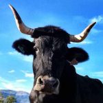 Raza Vacanegra Bociblanca vaca