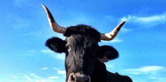 Raza Vacanegra Bociblanca vaca
