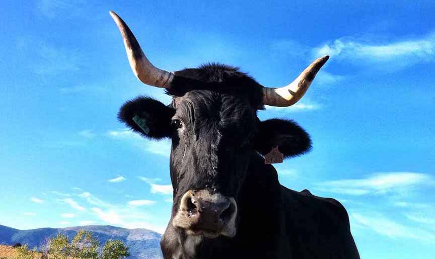 Raza Vacanegra Bociblanca vaca