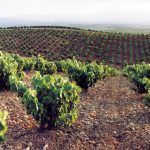 DO Cariñena_Viñedos