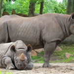 especies en vía de extinción