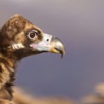 Buitre negro en los Pirineos