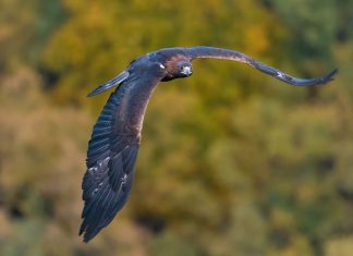 águila Real iberia naturaleza infinita