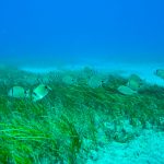 Sebadales de las Islas Canarias