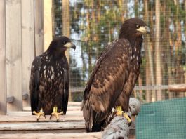 Pigargo europeo