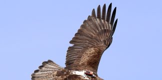 Águila de Bonelli con su emisor GPS visible al dorso. Foto: Sergio de la Fuente / GREFA.