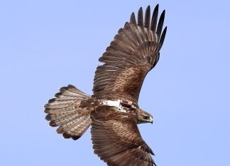 Águila de Bonelli con su emisor GPS visible al dorso. Foto: Sergio de la Fuente / GREFA.