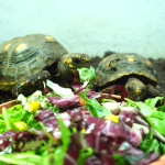 Tortugas comiendo