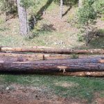modernización y transformación de la industria forestal de los Montes Universales-Alto Tajo