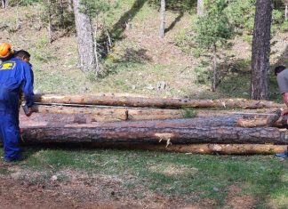 modernización y transformación de la industria forestal de los Montes Universales-Alto Tajo