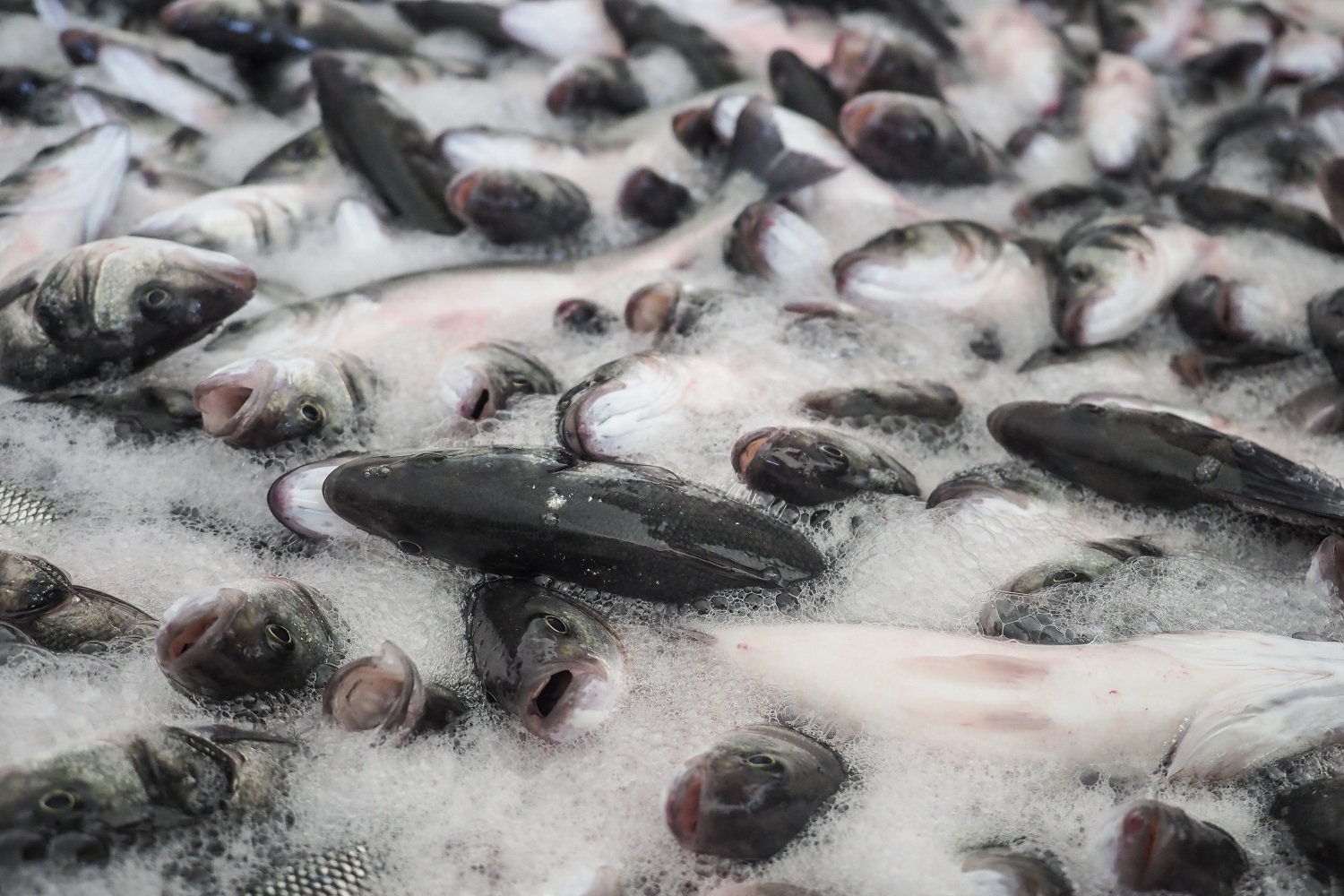 peces en piscifactorías