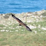 Un pigargo europeo, con su emisor GPS, en la costa oriental asturiana