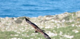 Un pigargo europeo, con su emisor GPS, en la costa oriental asturiana