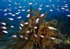 Comunidades de peces asociadas a los bosques de coral negro (Antipathella wollastoni) en las Islas Canarias, incluidos la fula de tres colas (Anthias anthias) y la cabrilla negra (Serranus atricaudata).