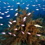 Comunidades de peces asociadas a los bosques de coral negro (Antipathella wollastoni) en las Islas Canarias, incluidos la fula de tres colas (Anthias anthias) y la cabrilla negra (Serranus atricaudata).