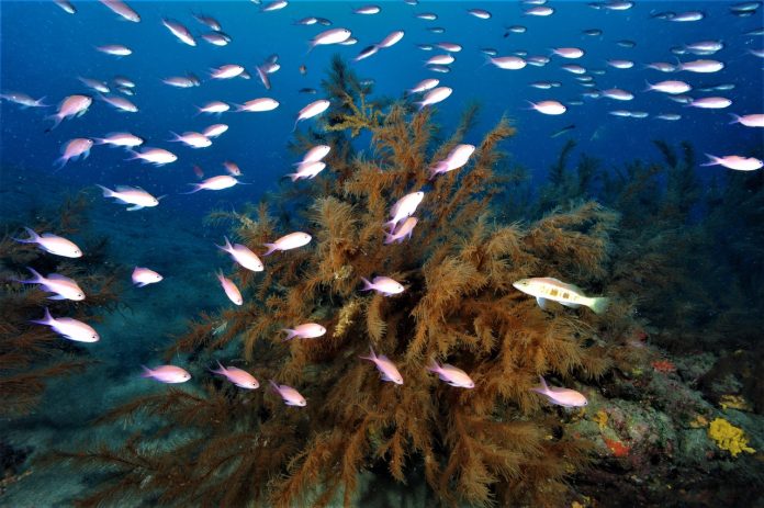 Comunidades de peces asociadas a los bosques de coral negro (Antipathella wollastoni) en las Islas Canarias, incluidos la fula de tres colas (Anthias anthias) y la cabrilla negra (Serranus atricaudata).